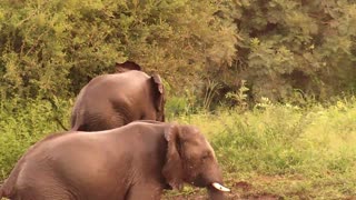 Torpe elefante intenta sin éxito salir del agua