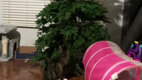 Pitter Is In The Christmas Tree!
