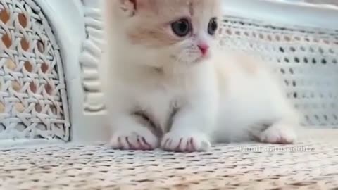 Will Cute Cat Reaction Ever Die?