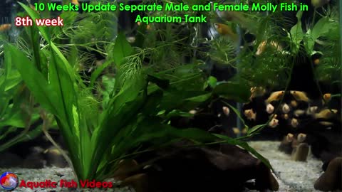 10 Weeks Update Separate Male and Female Molly Fish in Aquarium Tank