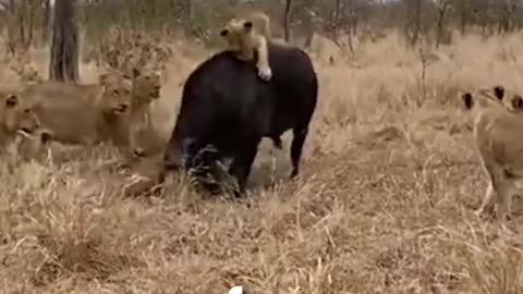 Buffalo saved from lions