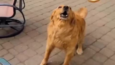 Funny Animal Videos