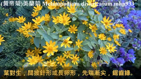 （黄帝菊）美蘭菊 Melampodium divaricatum, mhp933, Dec 2020