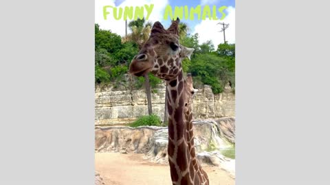 Best Funny Animals Video!!! New Funny Video 2021!!!
