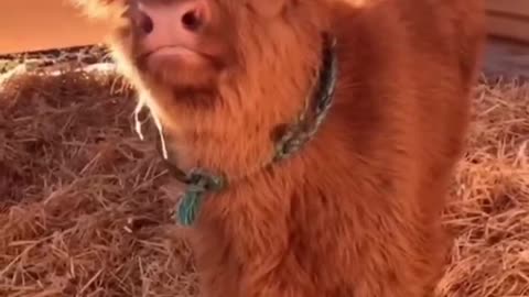 a cheerful calf