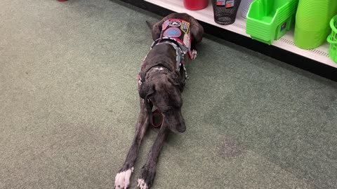 Service Dog: Dollar Tree Outing, Off-Leash Work