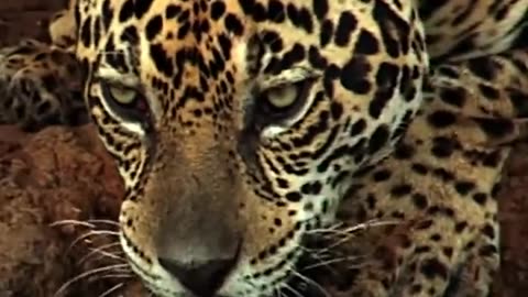 Jaguar_hunting_Caiman_#shorts__#animals