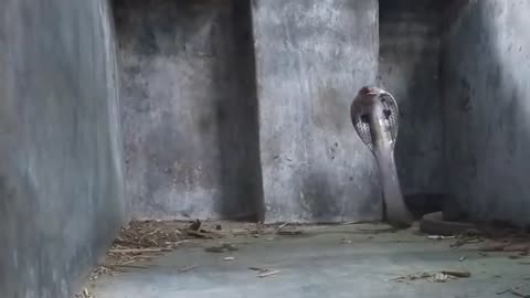 Giant cobra vs mongoose