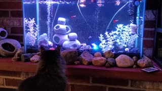 Adorable huge cat wanting to play with fish