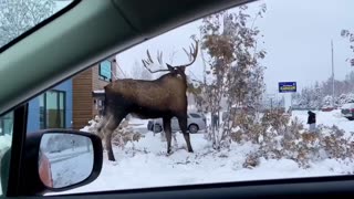 MASSIVE MOOSE on the LOOSE in Canada!
