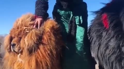 Satisfying Tibetan Mastiff