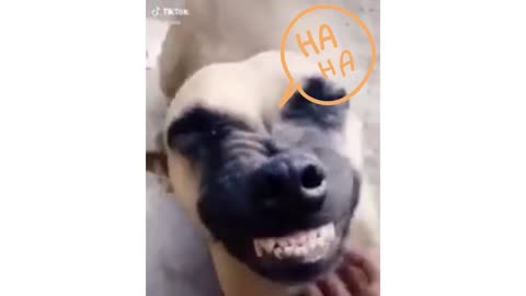 the laugh of the dog