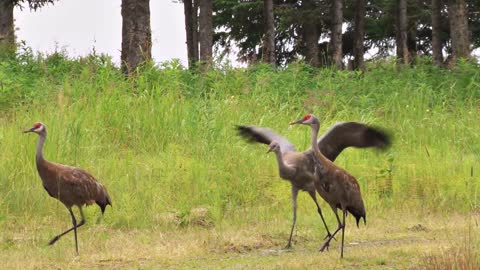 sandhill crane family walking down country road