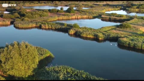 Documentário sobre Aves - Santuário de Aves de Rieselfelder Münster