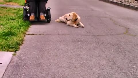 NEW! Positive Dog Training Instructional video