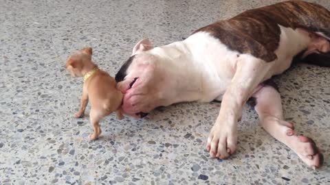 Little chihuahua puppy teases sleepy American bulldog