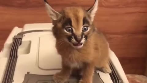 How Deadly The Caracal Is!