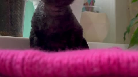 Funny video cat best