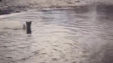 Cream dog swimming to other side of pond