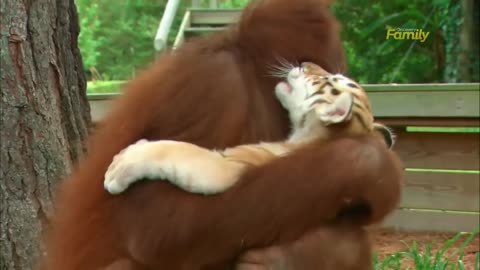 Discovery Family Daytime: Orangutan plays with tiger cubs