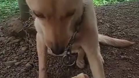 reaction of dog eating lemon