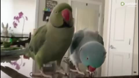 Parrots talks like human