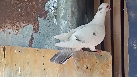 rescued the pigeon stuck in the fence... he almost died