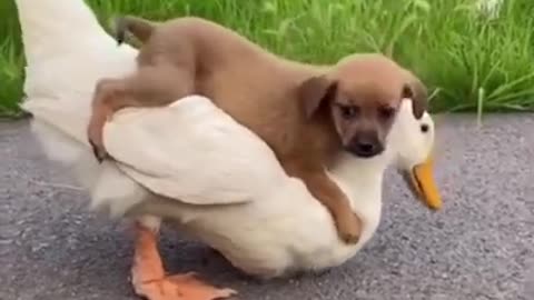 #CuteDog#Funny Dog#Dog and Duck Friendship