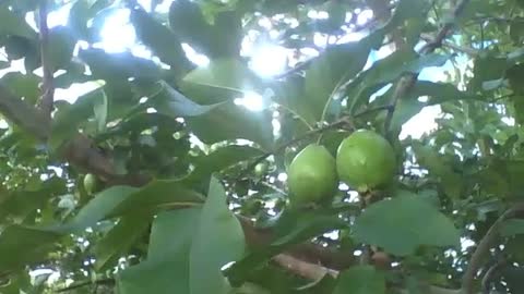 Big guava plant with fruits still green [Nature & Animals]