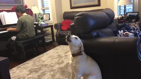 Singing puppy can't stop howling along to piano practice