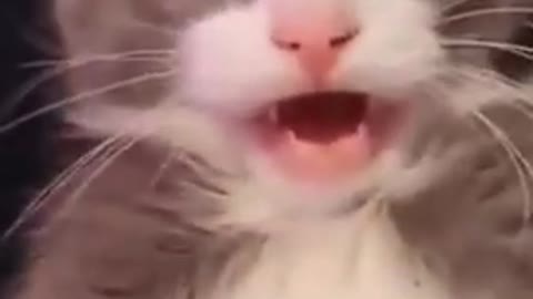 Cute cat funny video cute happy cat