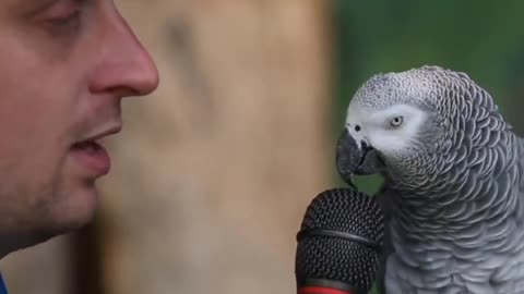 Telented parrot talking with trainer