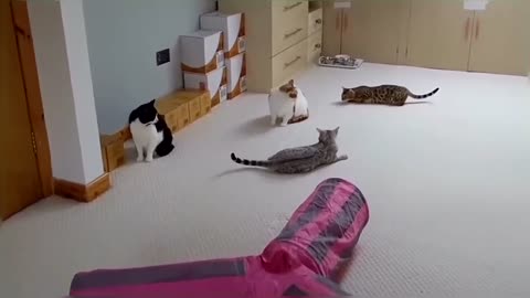 Bengal Kittens Vs Older Cats