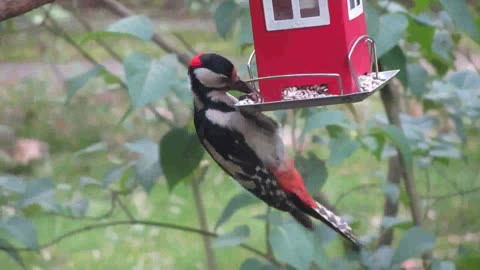 A Bird Food Dispenser Hanging By A Tree Plant