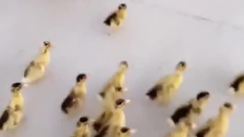 Duck Family playing with a little Dog, cutest video ever