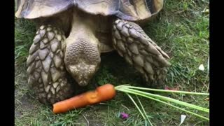 Turtle Eat carrots easily