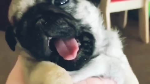 Cutest funny puppy