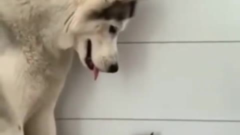 Who win the cutest contest?Cat vs Dog