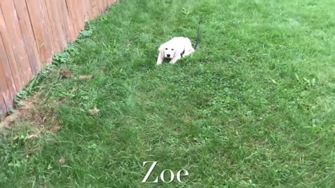 Zoe In Training