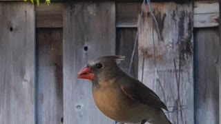 #Back Yard Birds Hawai’i Chirpy Girl