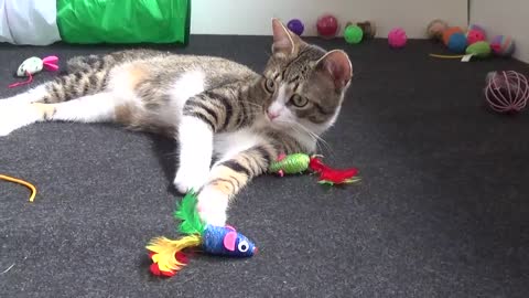 Cute Cat Jumps and Catches the Toy