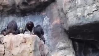 Apes theatrical performance for paying audience 🤣