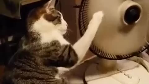 Is Cat stop the fan..??????