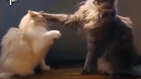 Another Funny and Cute Pets Short Compilation