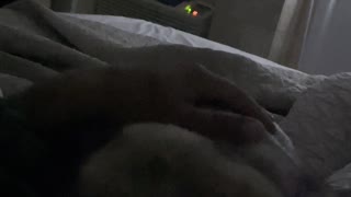 Pug Snores In Paradise Part 2- 8/26/2021- 4K