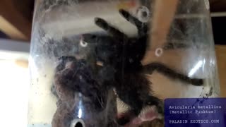 Avicularia avicularia (Metallic Pinktoe) Tarantula Breeding Successful Pairing