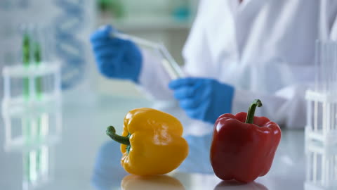 Two Peppers With Beatiful Colors and Scientist