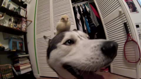 Husky and baby chick share incredible bond