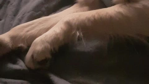 A puppy dreaming a scary dream (Golden Retriever)