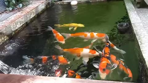this is the shape of a beautiful koi fish